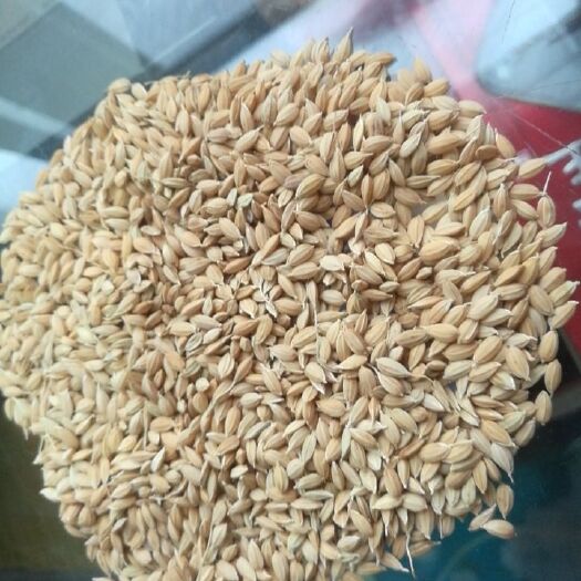 白城粳稻谷  精米率6.2水分14