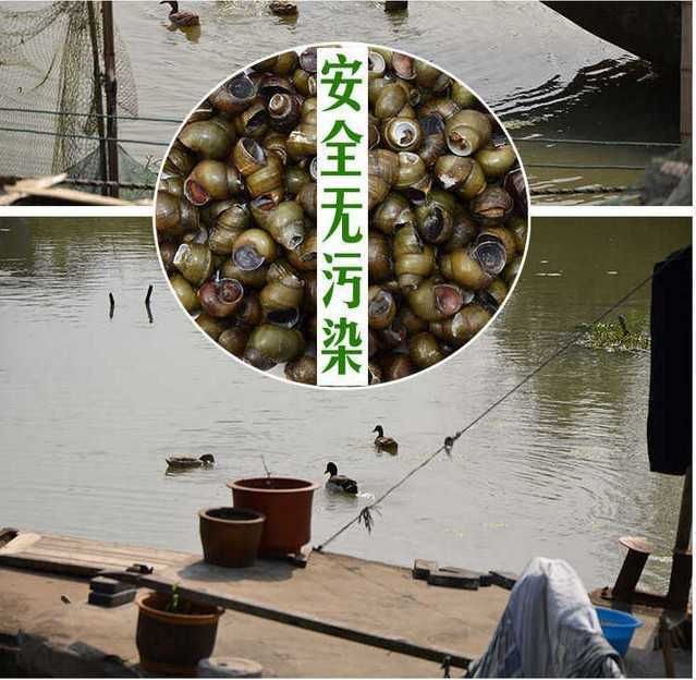  5斤顺丰包邮鲜活清水田螺现活体田螺现捞螺蛳鲜活发货？