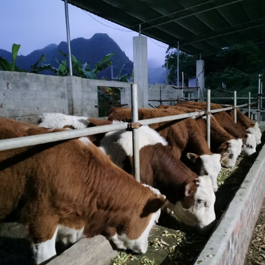 肉牛 内蒙-西门塔尔牛