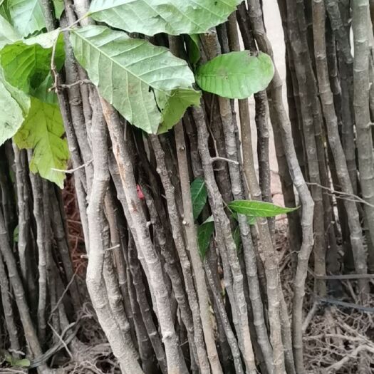阳朔县板栗树苗 板栗苗，！优质脱毒板栗苗！
