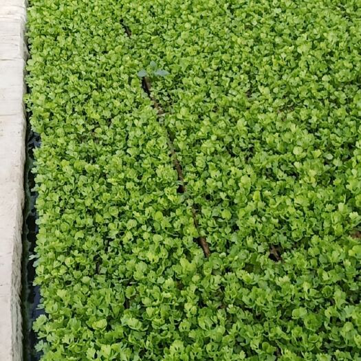 陆良县 油麦菜苗意大利苗娃娃菜苗
