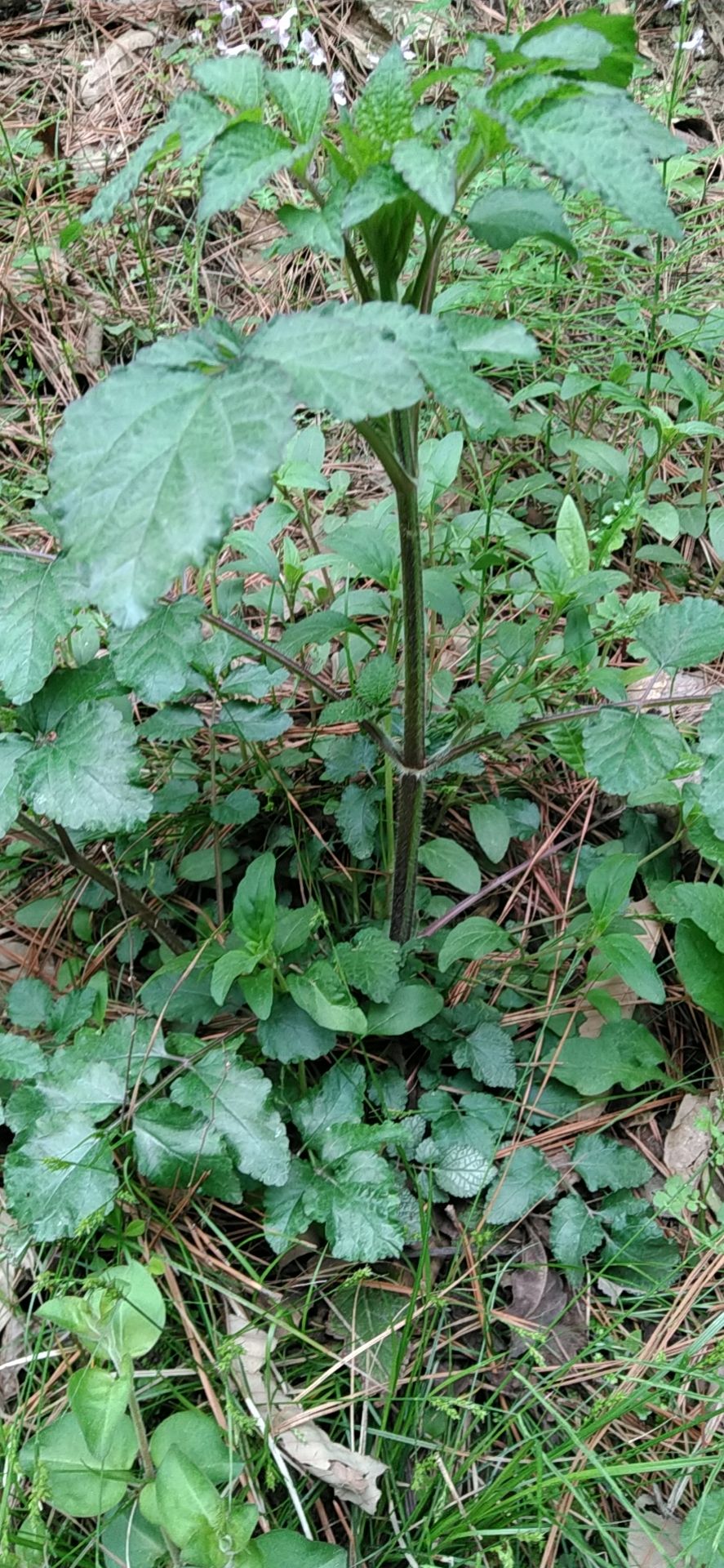 河南内乡高山血参新鲜现挖，1斤包邮