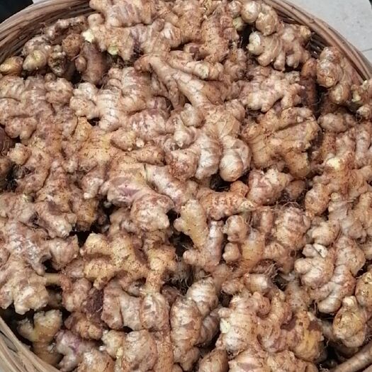 内江独头蒜 老姜大蒜独蒜