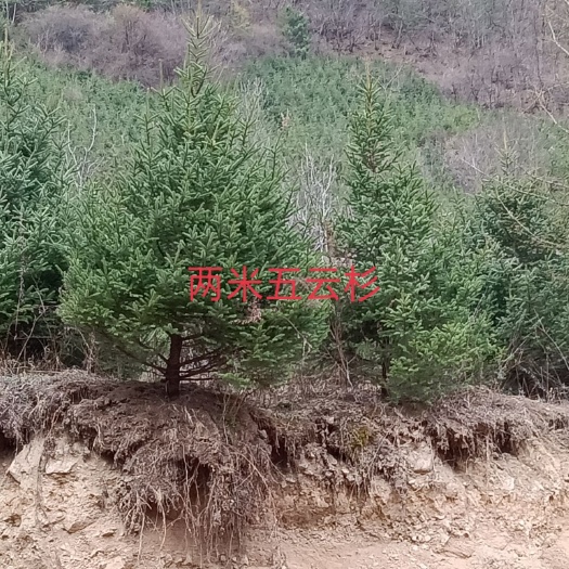 天水甘肃云杉 青海云杉