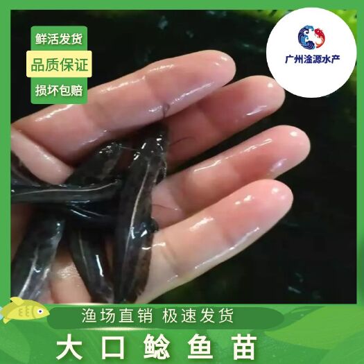 广州杂交大口鲶鱼苗，生长速度快。