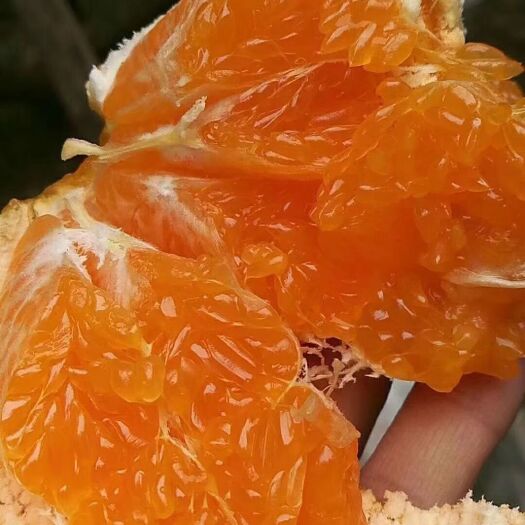 枝江市不知火  耙耙柑丑橘《大炮桔》大量销售中，果丑口感甜，个大均