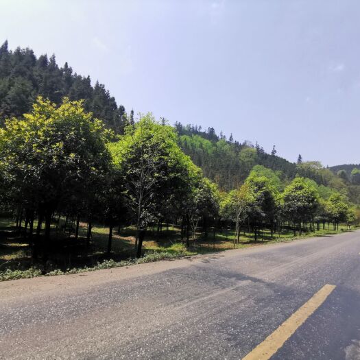 师宗县金桂 桂花