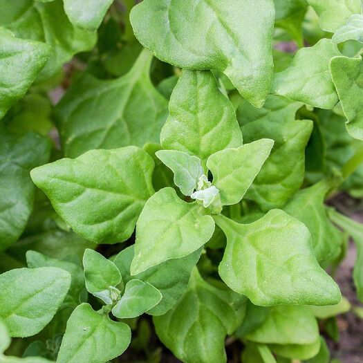 漳州 番杏新鲜新西兰菠菜籽洋菠菜营养丰富盆栽露天耐旱蔬菜法国菠菜