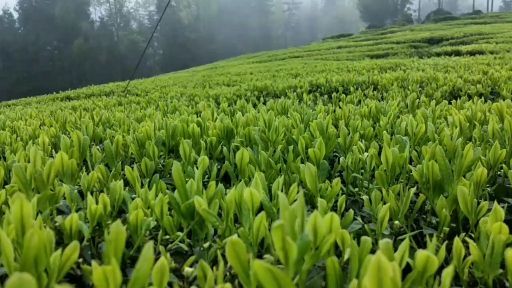 恩施市山绿茶苗 恩施富硒绿茶