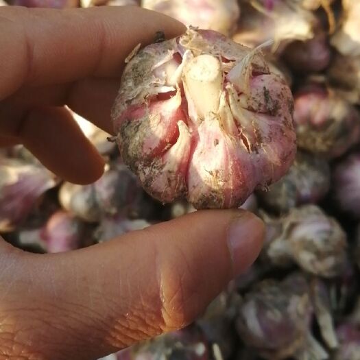 兴义市红皮蒜  云南老品种红香蒜批发商