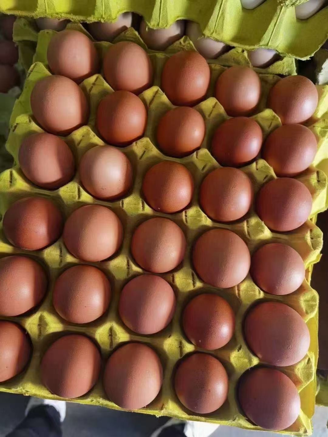 大鸡场无抗红蛋/褐壳蛋