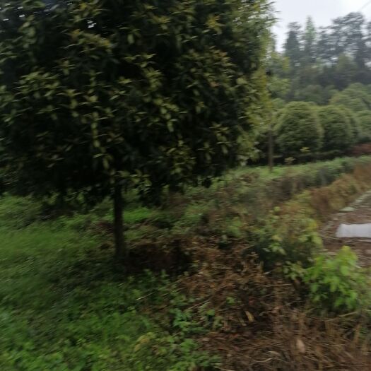 余庆县黄金桂花树 