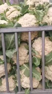 新野县白花菜花  大棚松花菜大量上市中，价格下滑质量好价格低，有需