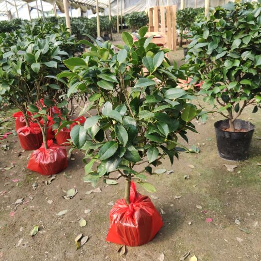 漳平市山茶花 赤丹茶花茶花球六角大红茶花