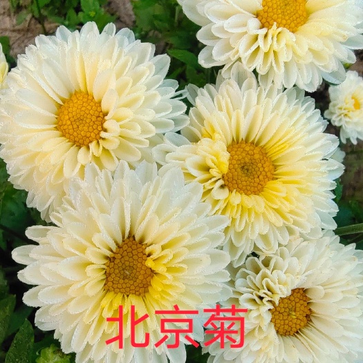 鹿邑县 白菊花苗