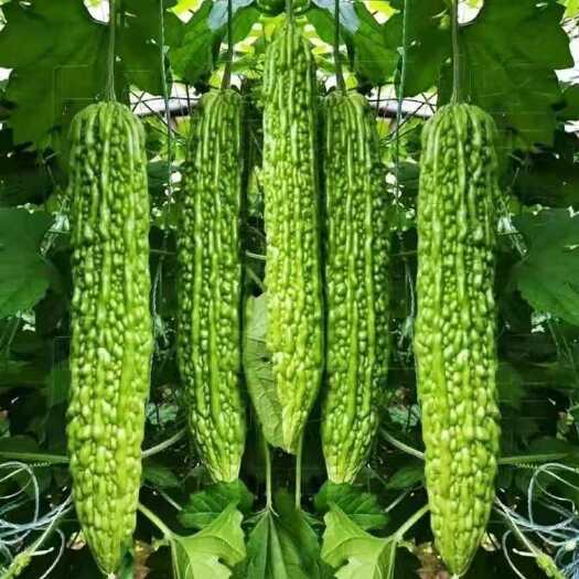 沭阳县苦瓜苗 苦瓜