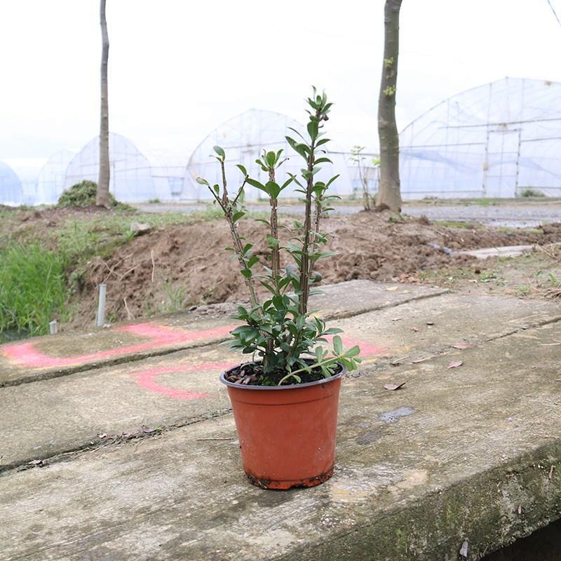 1000棵起卫矛鬼箭羽庭院阳台观叶植物园林绿化工程苗鬼见愁树