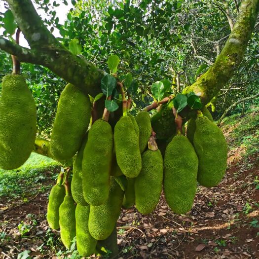 白沙县马来西亚一号菠萝蜜苗  马来西亚一号 单果重量可达百斤的品种