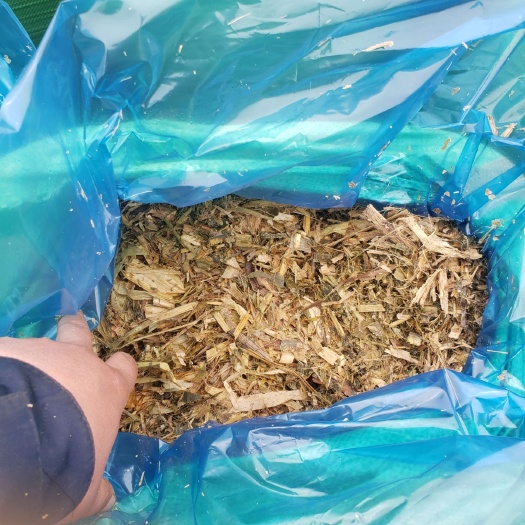 邢台青贮玉米秸秆