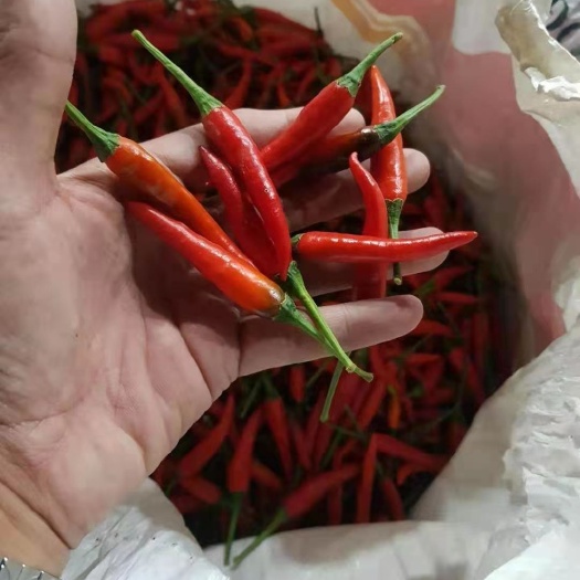 凭祥市小米椒 越南朝天小米辣，可日供50吨！诚邀工厂合作