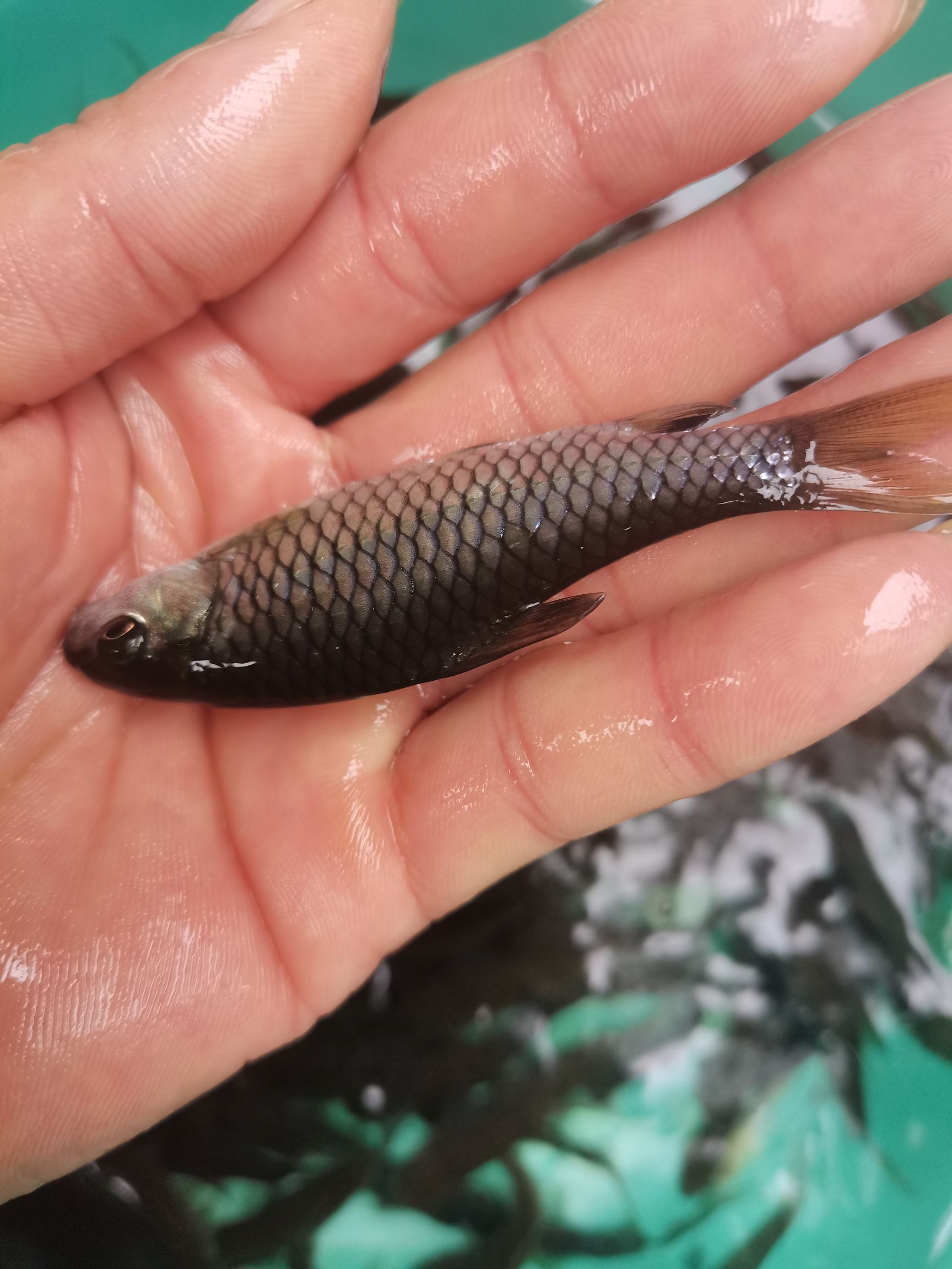 青鱼苗  青竹鱼苗  大量批发，价格优惠