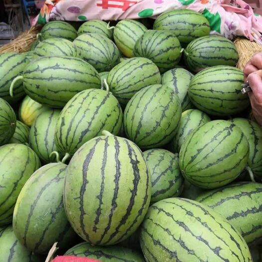 砀山县早春红玉西瓜 安徽省宿州市砀山县 1茬 一级 