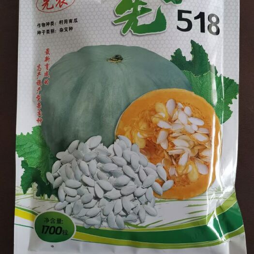 海林市南瓜种子  新品种多籽南瓜种先白518白瓜子南瓜籽籽用南瓜南