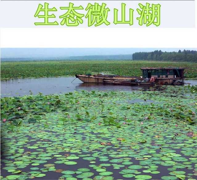  5斤顺丰包邮鲜活清水田螺现活体田螺现捞螺蛳鲜活发货？