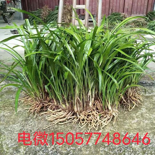 建兰  春兰，，浓香型。需要批发的联系我。