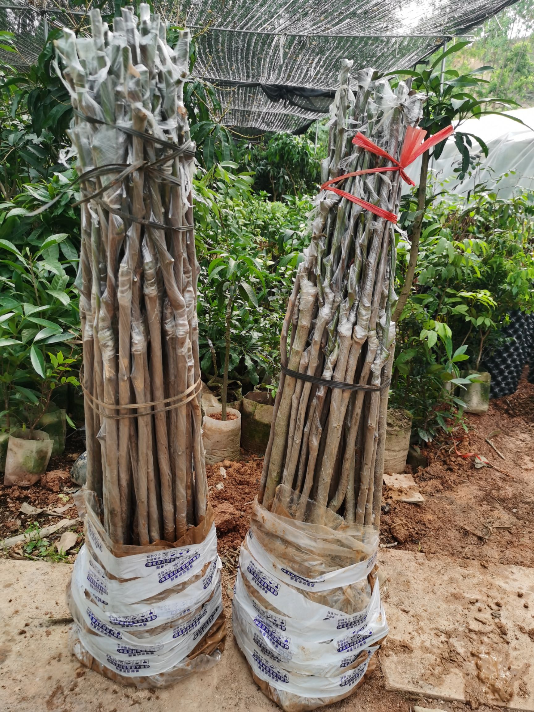 黑橄榄苗  黑橄榄，黄橄榄，产量高
