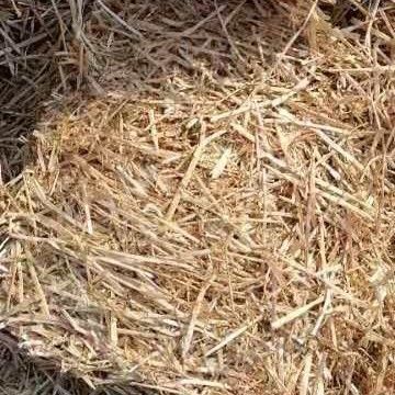临洮县 小麦秸秆