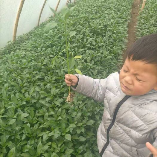 襄樊辣椒苗，茄子苗，西红柿苗。