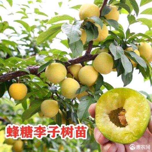 简阳市蜂糖李树苗  蜂糖李子苗 果树苗 嫁接李子苗 嫁接苗