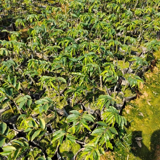 茂名奇楠沉香树  虎斑紫棋