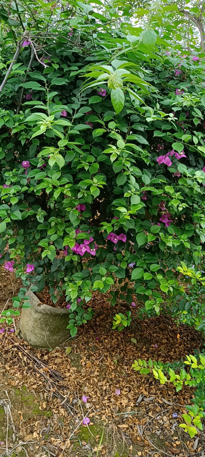 澳洲杉盆景  澳洲火焰木、紫花风铃木、美丽木棉、扁桃、火焰花、粉花山扁豆