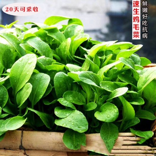 二系杂交鸡毛菜种子小白菜种子快菜种子耐湿热上海青种子青菜种