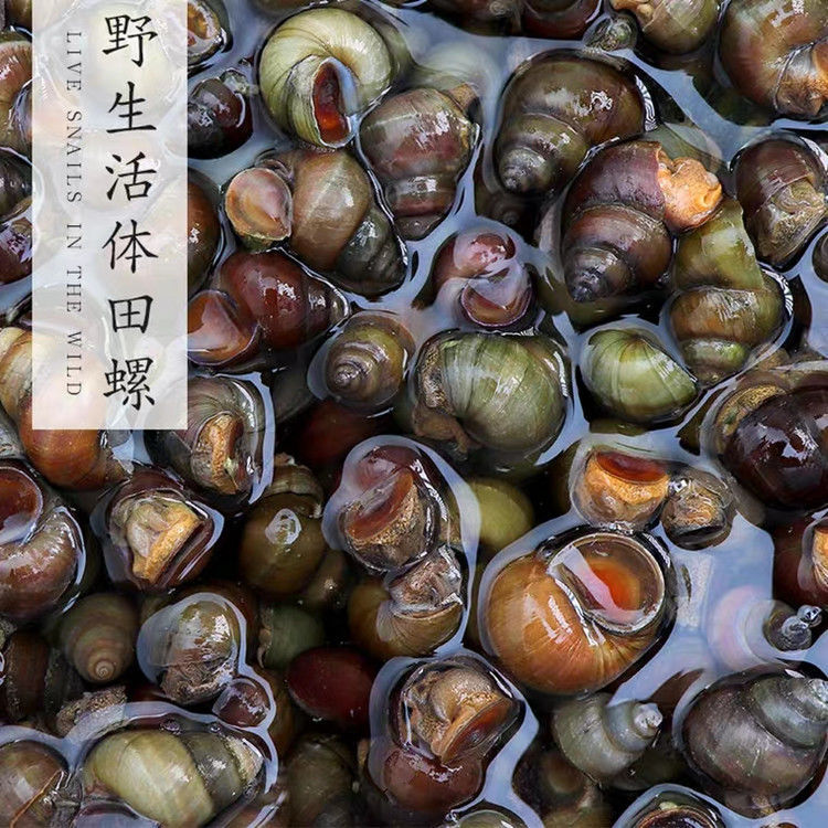  5斤顺丰包邮鲜活清水田螺现活体田螺现捞螺蛳鲜活发货？