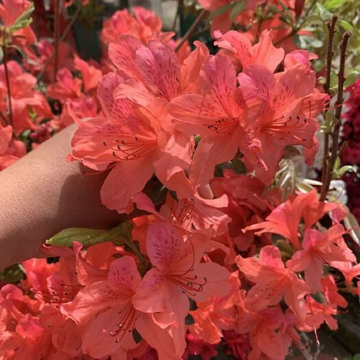 隆回县 映山红新款红杜鹃花苗四季开花室内观花好养活