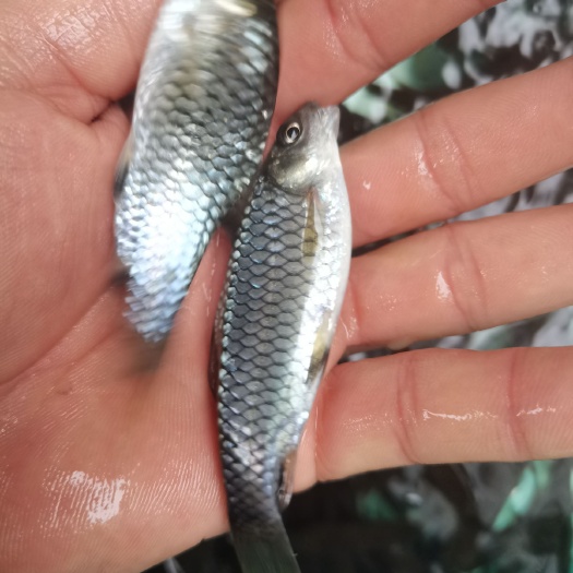 南宁青鱼苗  青竹鱼苗  大量批发，价格优惠