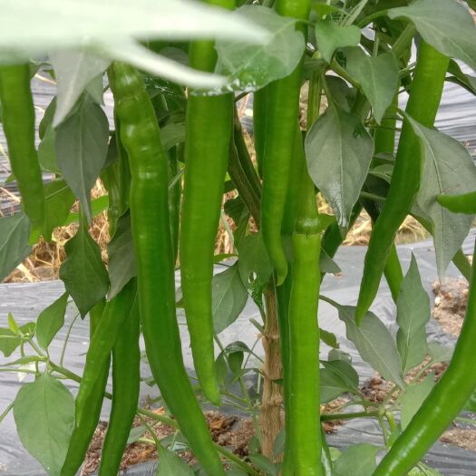 钦州广西种植户新苗三号线椒  条形好 青 辣
