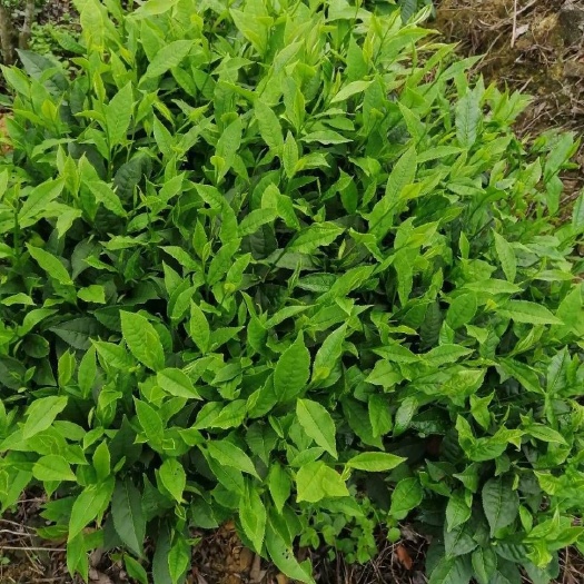 凌云县白毫银针 有机白毫茶