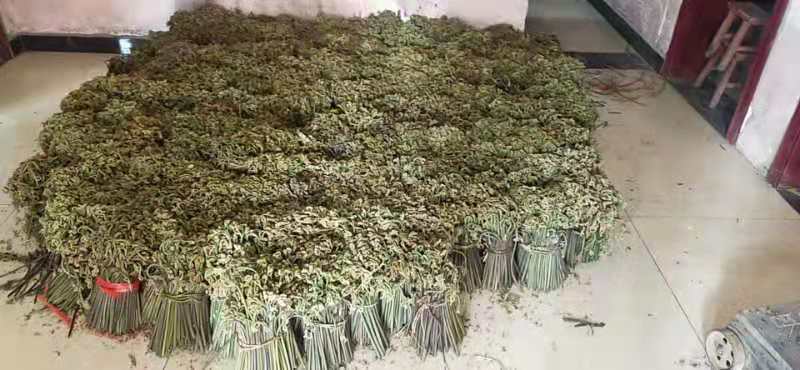 贵定县 贵州山野蕨菜