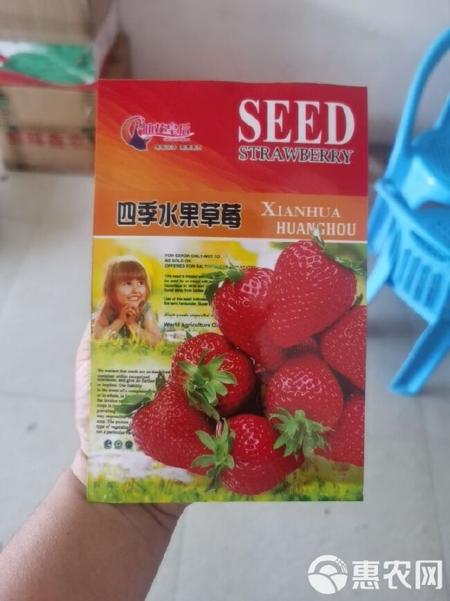 草莓种子  四季水果，种植方法请看包装袋说明或者百度一下种植技术