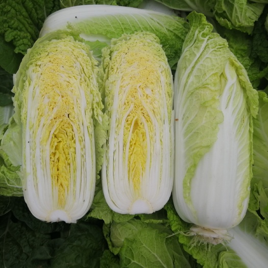 娃娃菜种子娃娃白菜种子小白菜种子黄心白菜种子小型抗病娃娃菜种