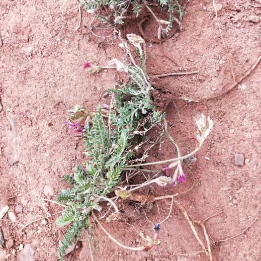 安泽县苦地丁  甜地丁深山 非种植 紫花地丁米口袋清热整颗全草