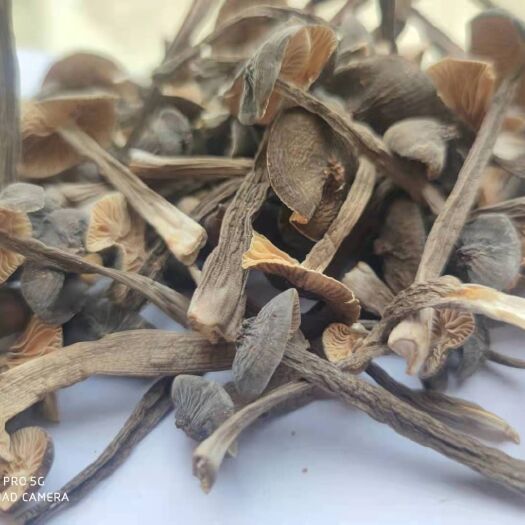 兴宁市干货黑皮鸡枞菌