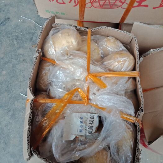 蒙自市 丽薯6号