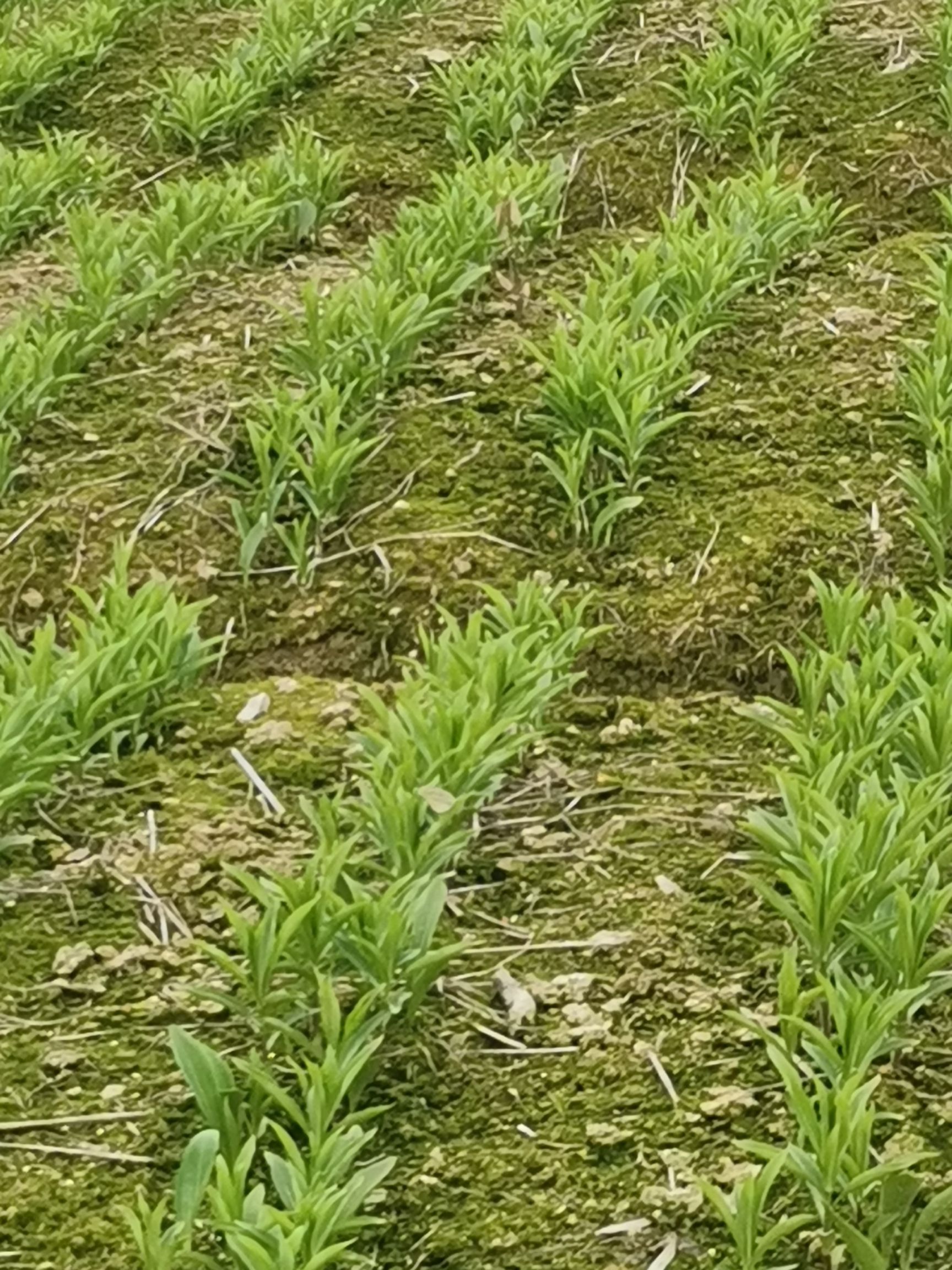 百合种球 优质龙牙百合