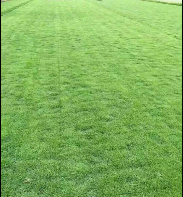 马尼拉草皮草坪