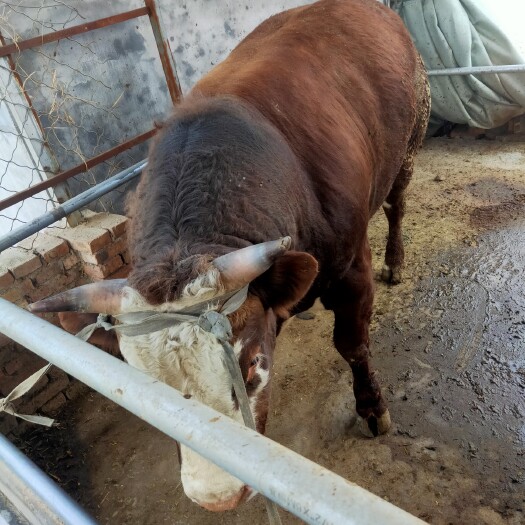 商河县肉牛  活牛交易